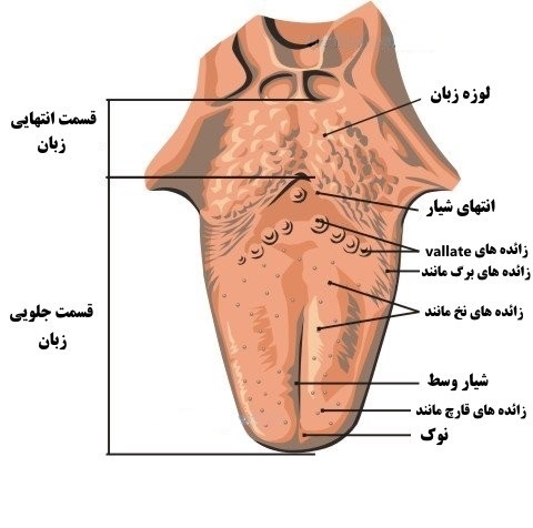 ساختار زبان